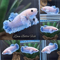 King Feathertail Rose Dumbo Ear Female Betta Fish For Sorority / Breed