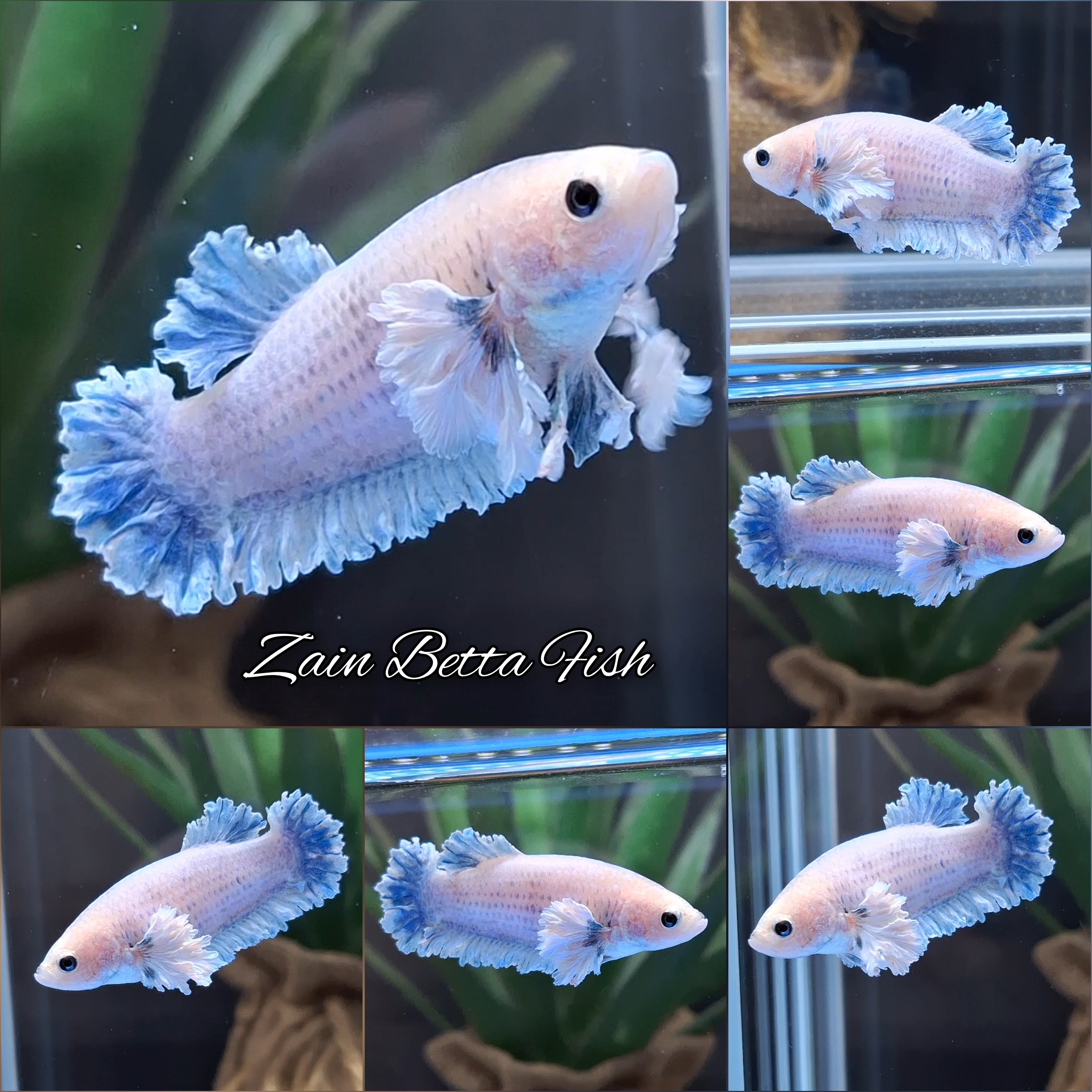 King Feathertail Rose Dumbo Ear Female Betta Fish For Sorority / Breed
