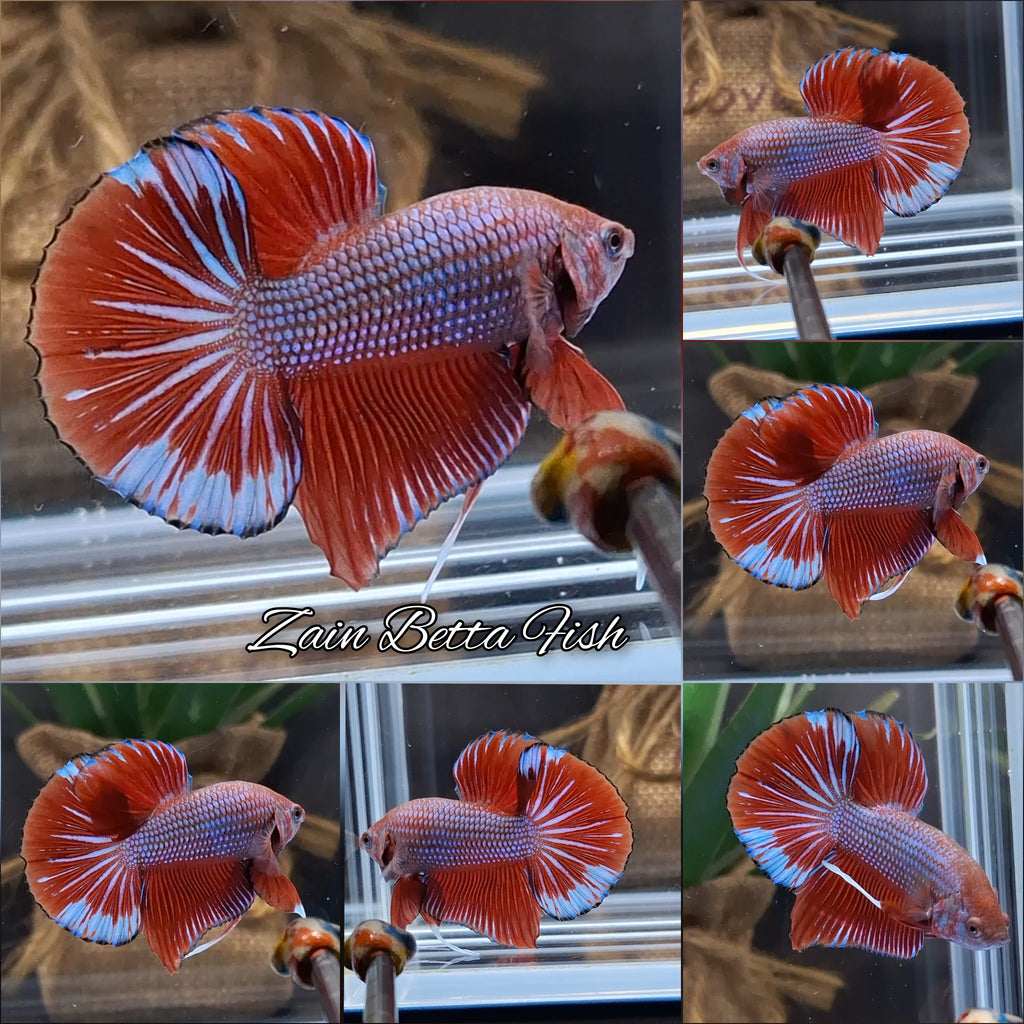 Big Tail HMPK Betta Fish Male
