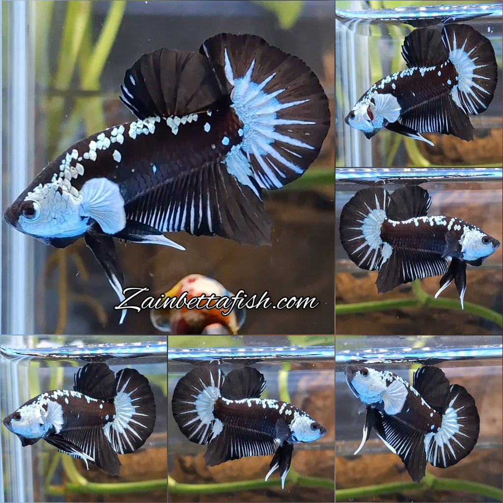 Samurai Black Mamba Snow Plakat HMPK Betta Fish Male