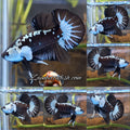 Samurai Black Mamba Snow Plakat HMPK Betta Fish Male