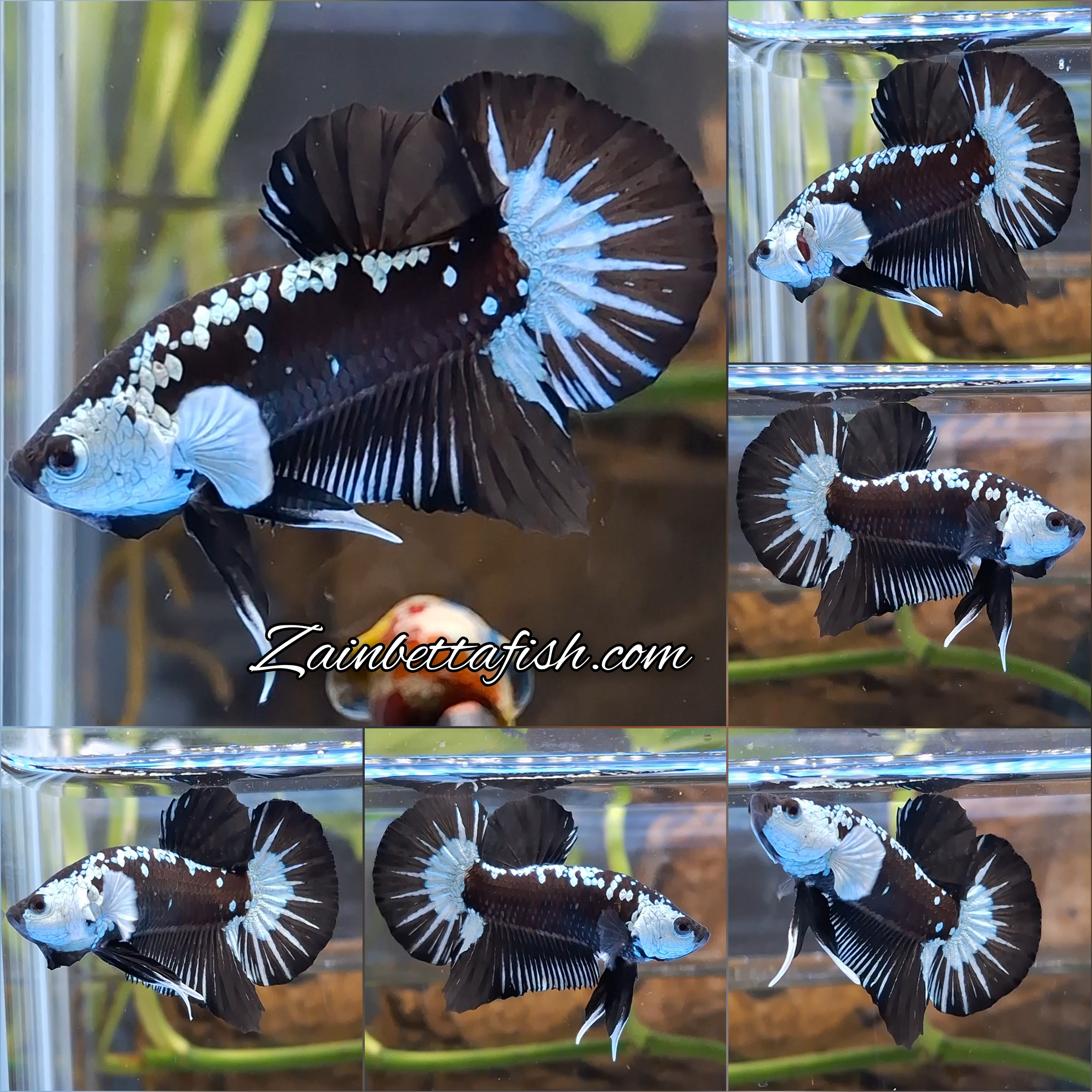 Samurai Black Mamba Snow Plakat HMPK Betta Fish Male