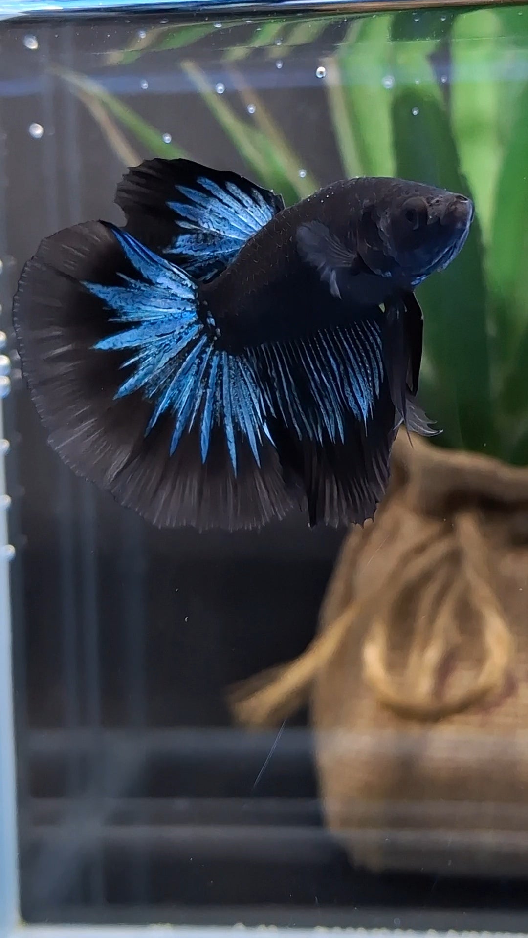 Halfmoon Blue Black Light Avatar Premium Betta Fish Male