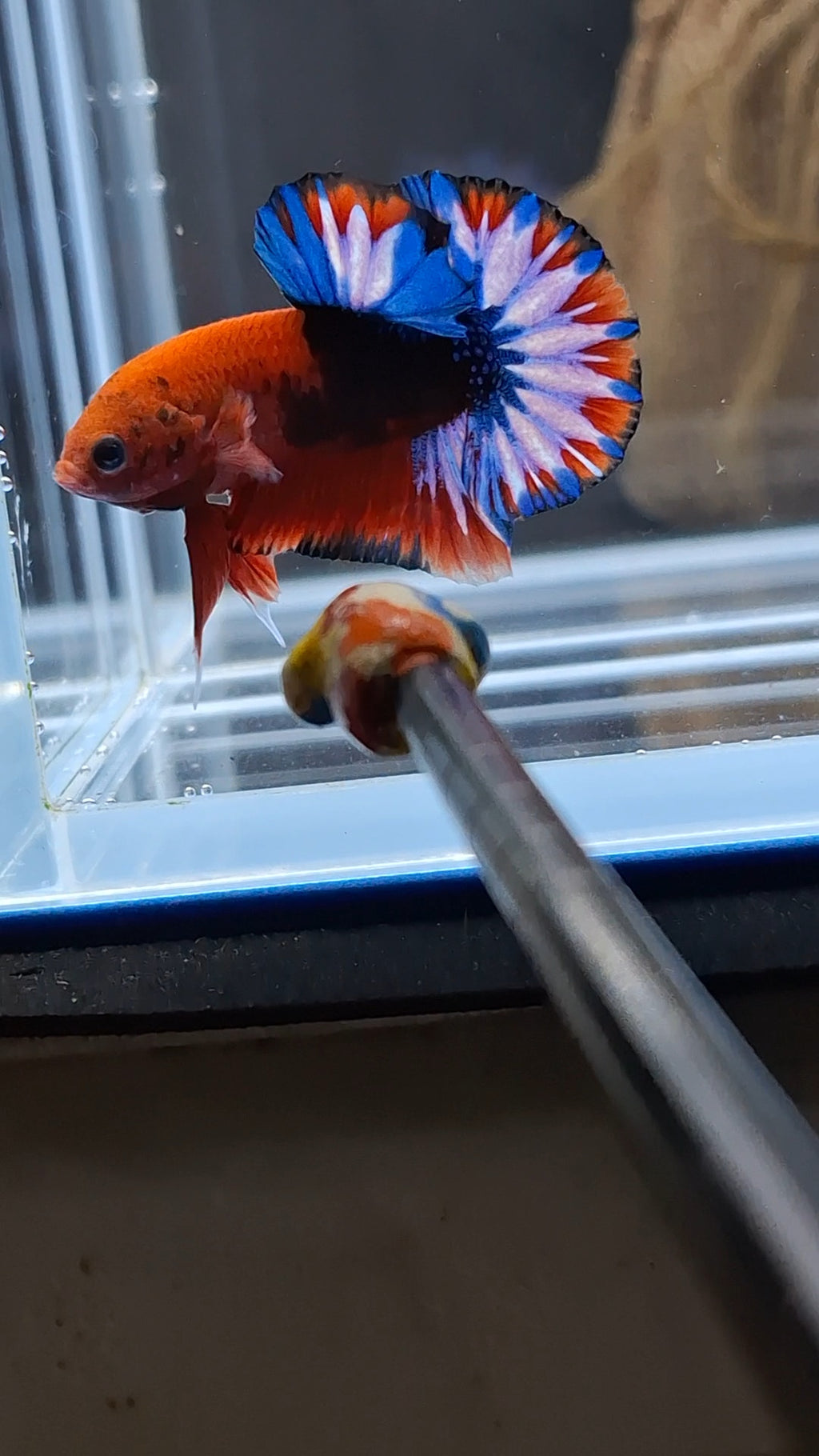 Fancy Hellboy Plakat HMPK Betta Fish Male