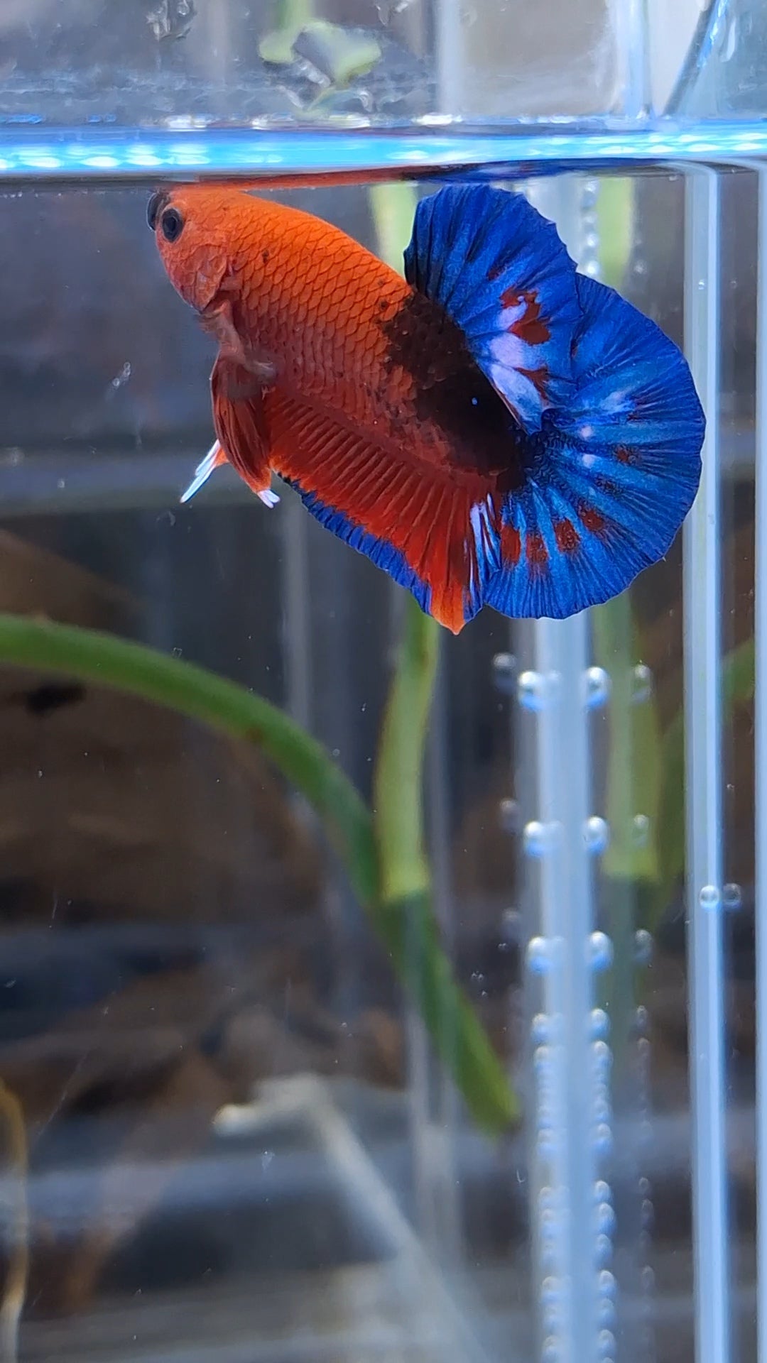 Red Hellboy Bold Blue Tail Plakat HMPK Betta Fish Male