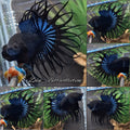 King Crowntail Dark Black Orchid Betta Fish Male