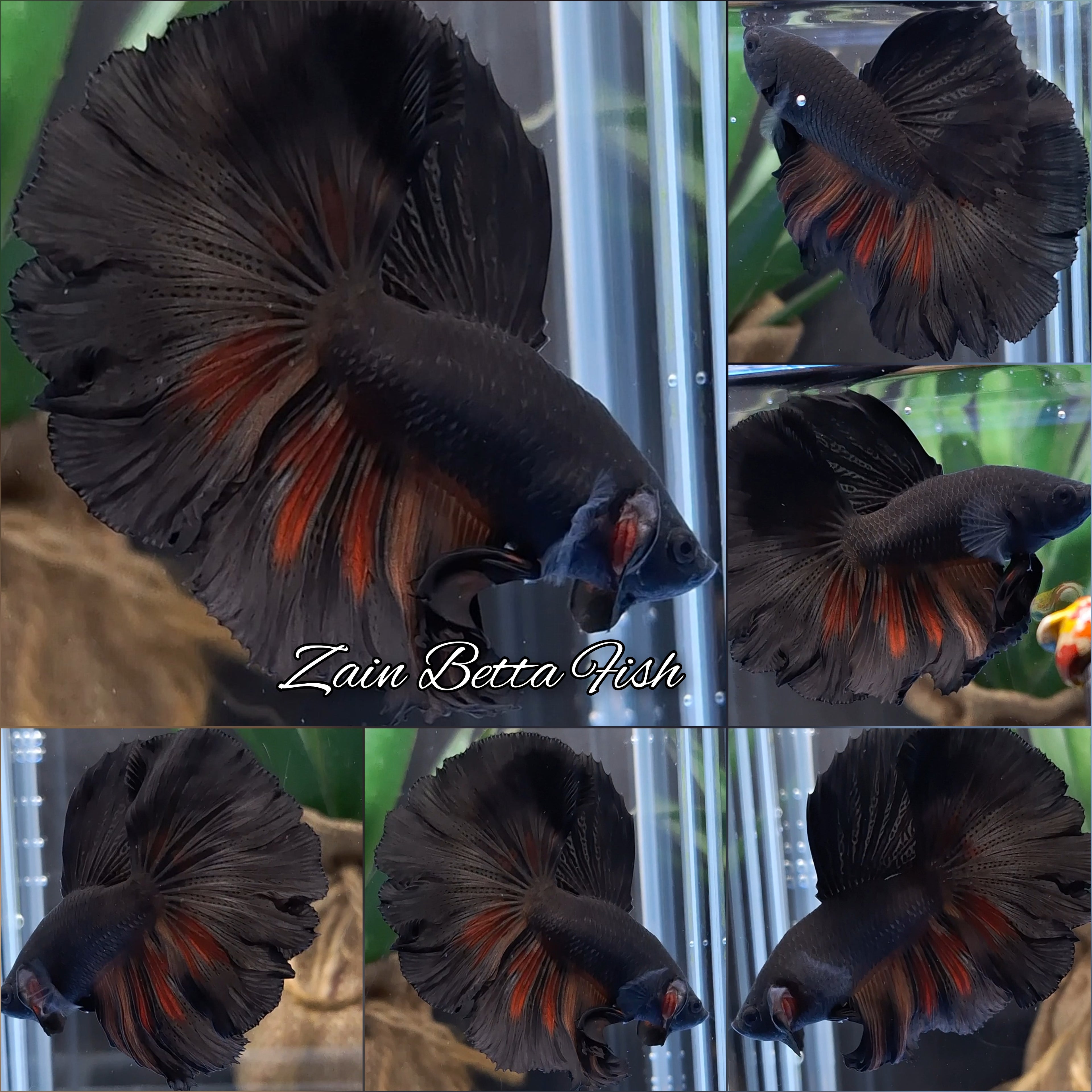 Halfmoon Rosetail Black Vampire Fire Premium Betta Fish Male