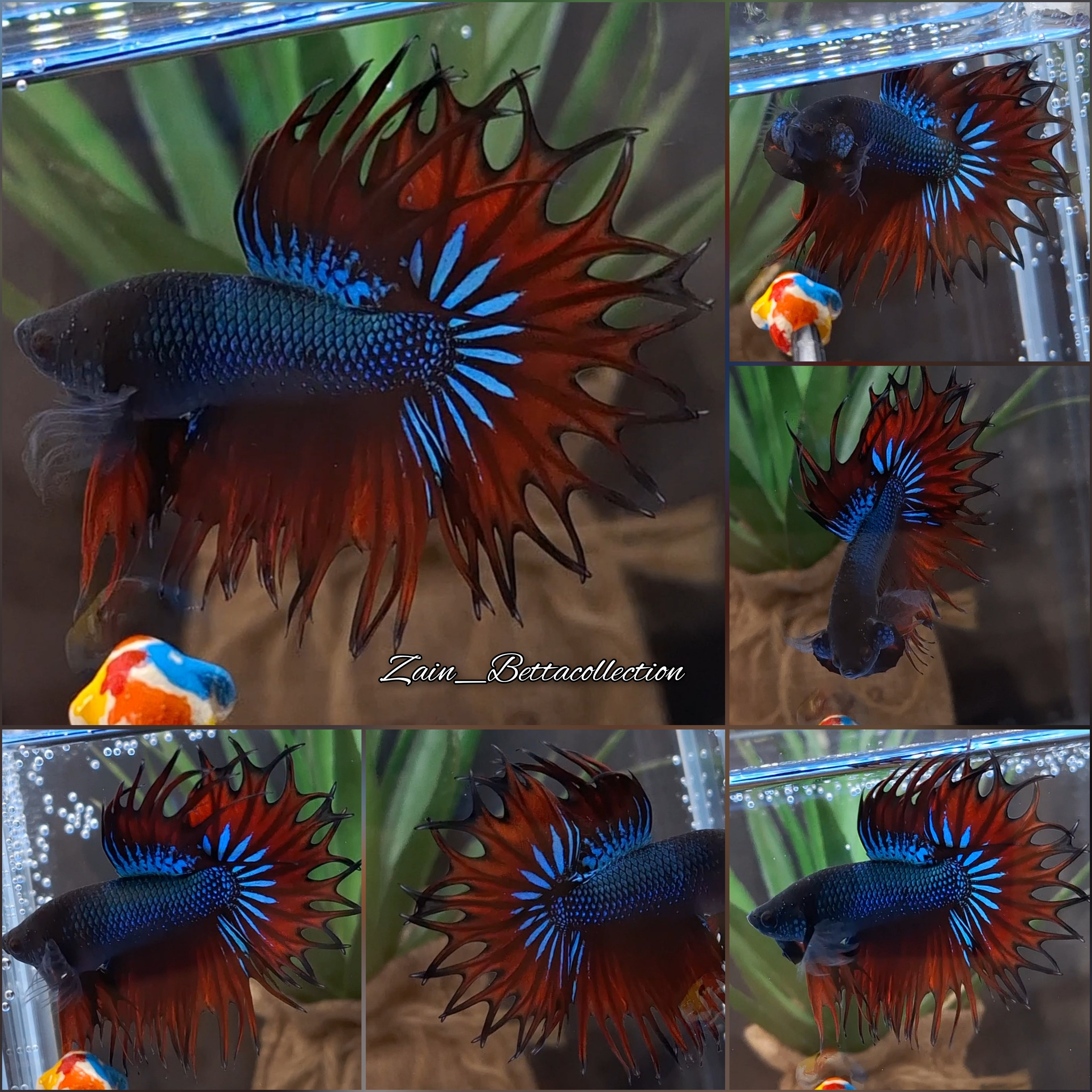 King Crowntail Red Emerald Vampire Betta Fish Male
