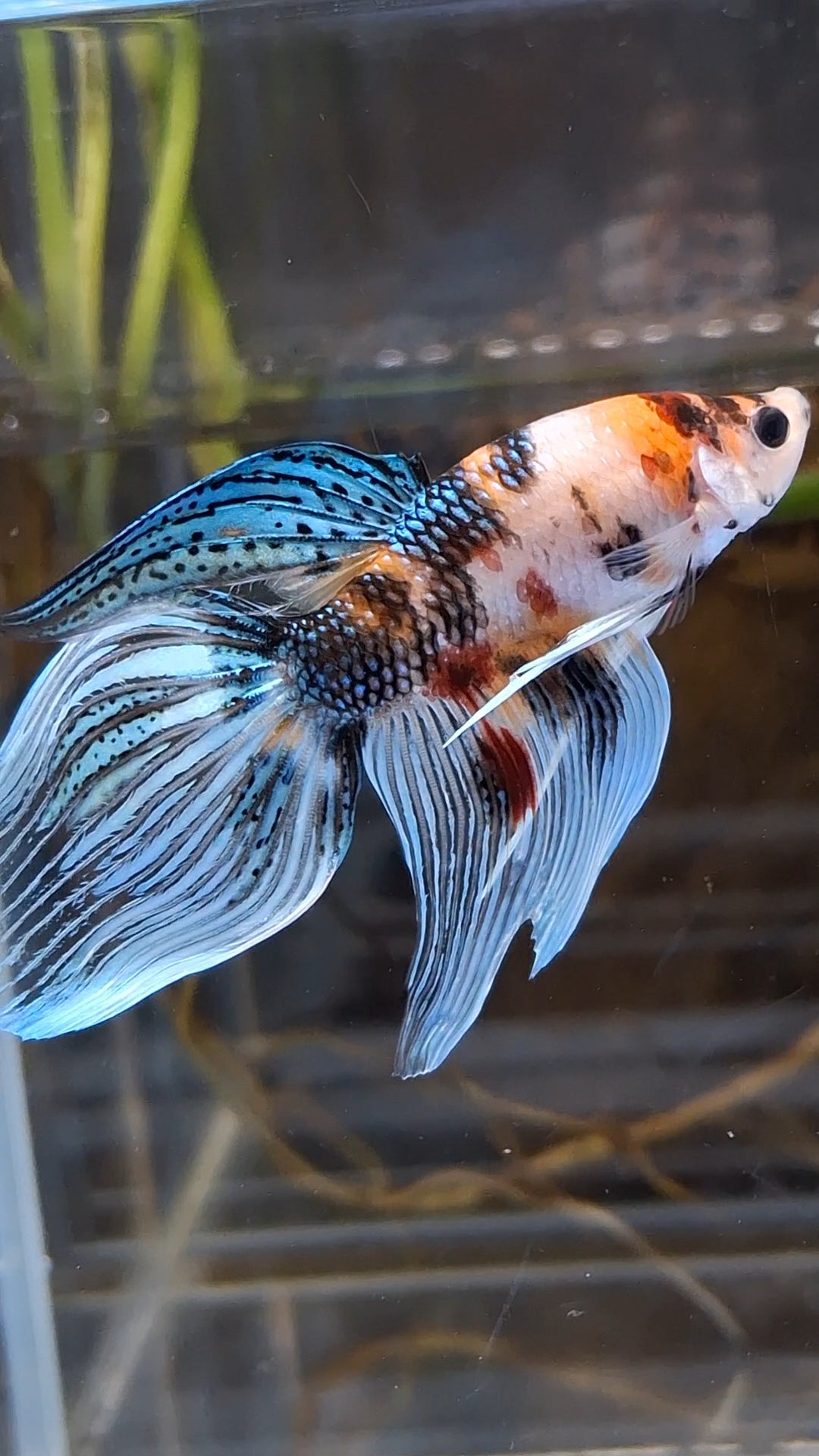 Veiltail Multicolor Betta Fish Male