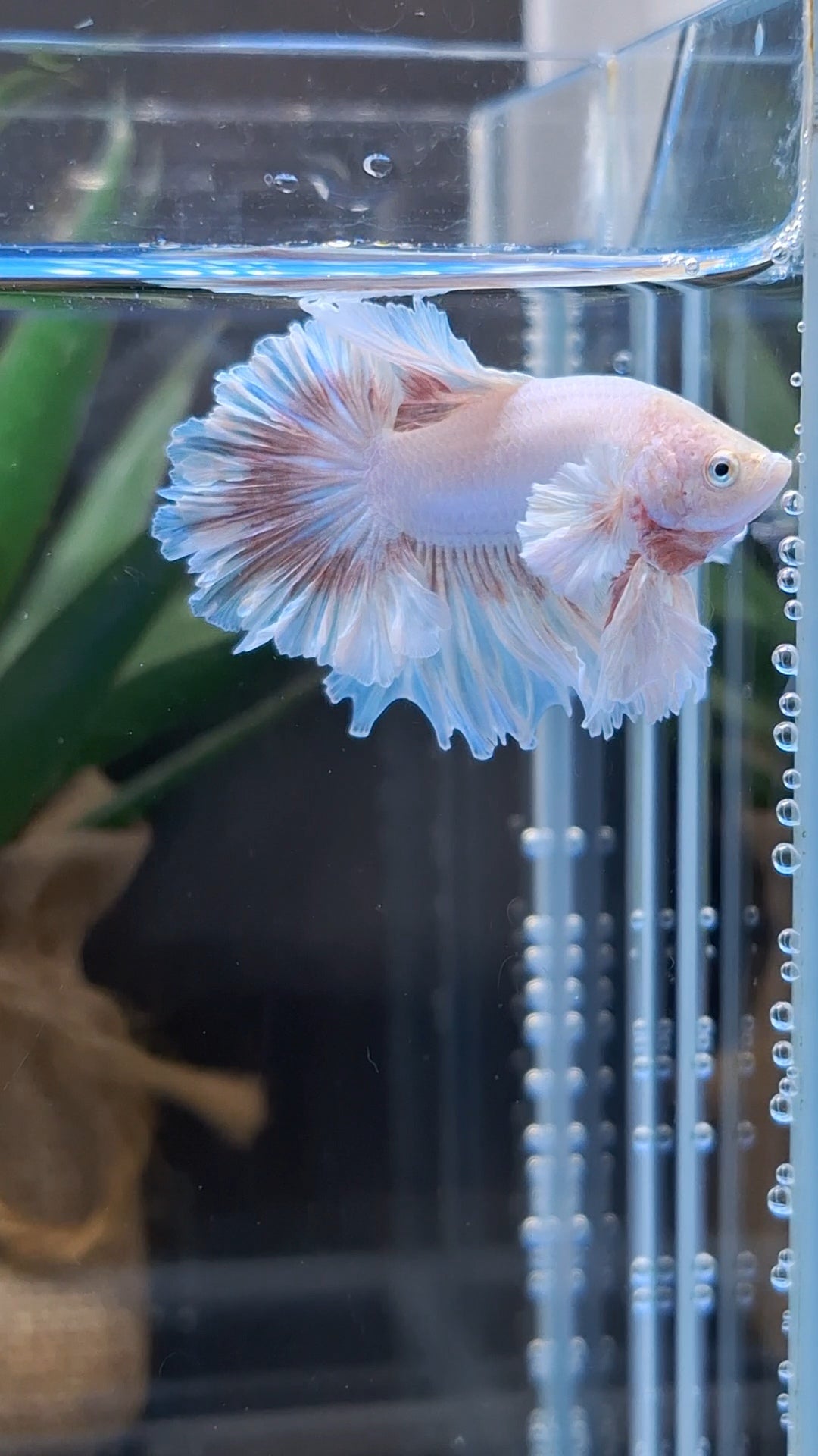 King Feathertail Dumbo Ear Pink Butterfly Betta Fish Male