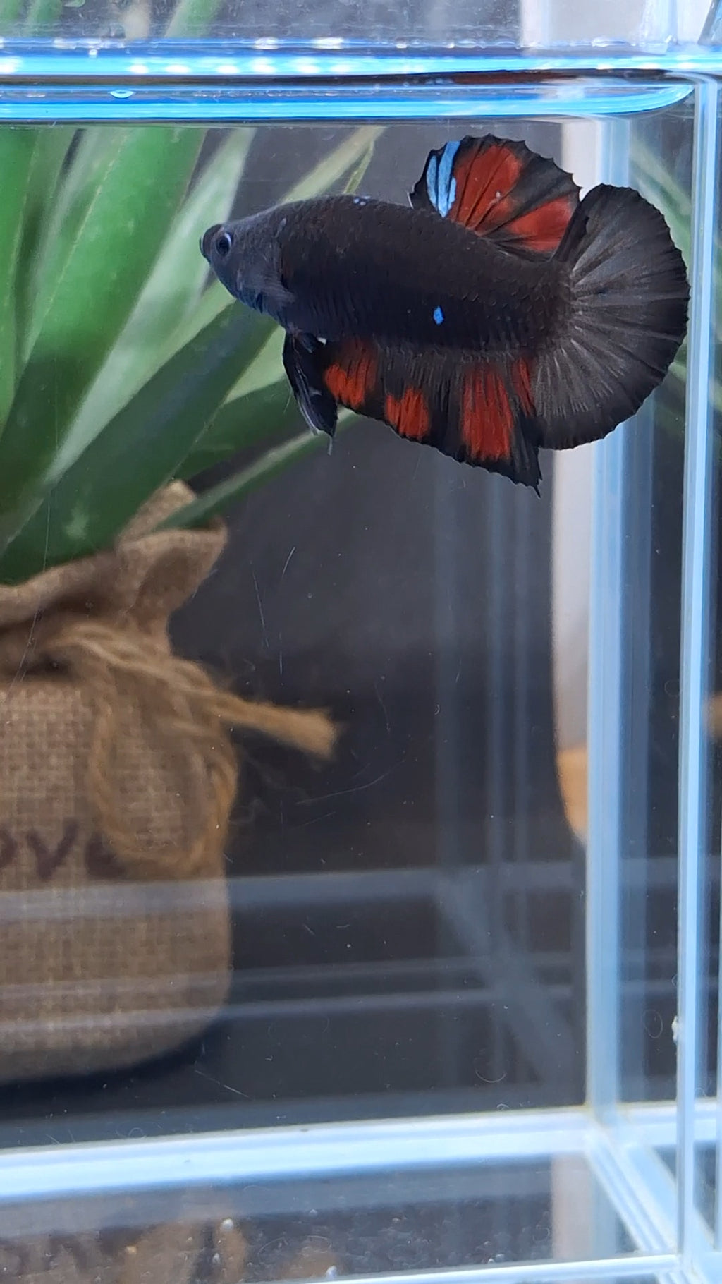 Avatar Black Red Vampire Fire Plakat HMPK Betta Fish Male