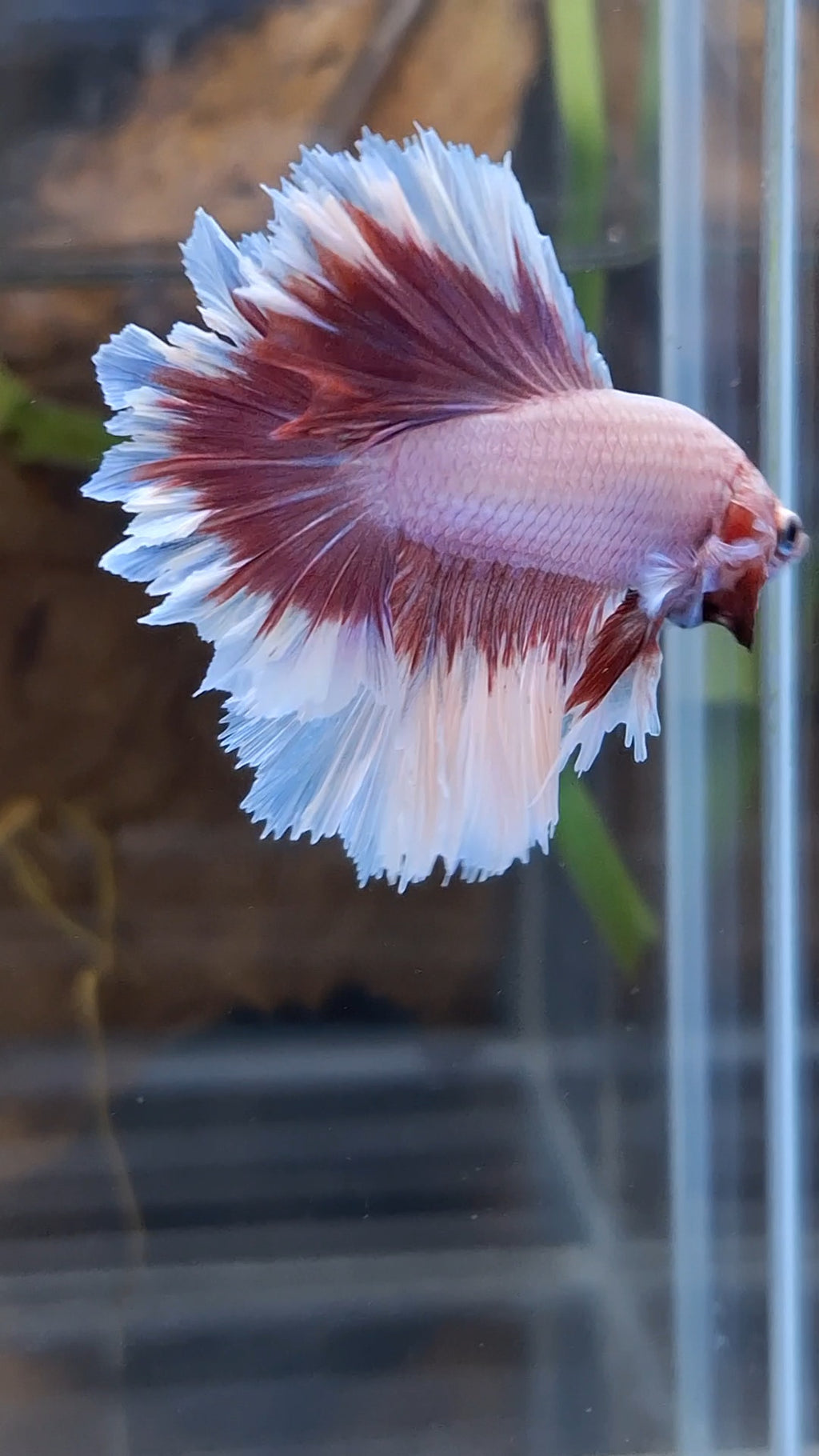 King Feathertail Pink Purple Butterfly Betta Fish Male