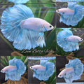 Halfmoon Pastel Blue Sky Alicorn Betta Fish Male