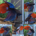 Veiltail Black Series Avatar Tricolor Rare Betta Fish Male