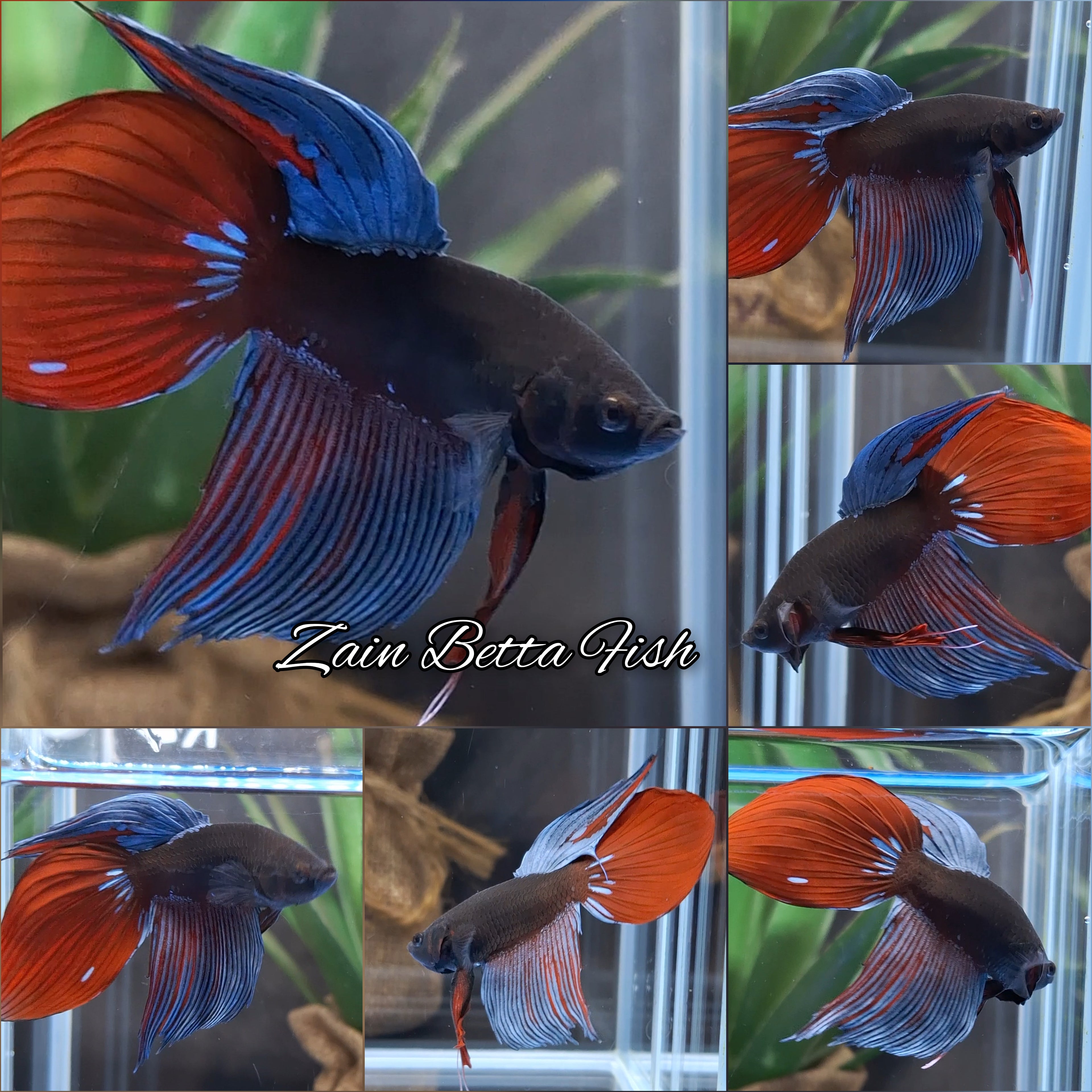 Veiltail Black Series Avatar Tricolor Rare Betta Fish Male