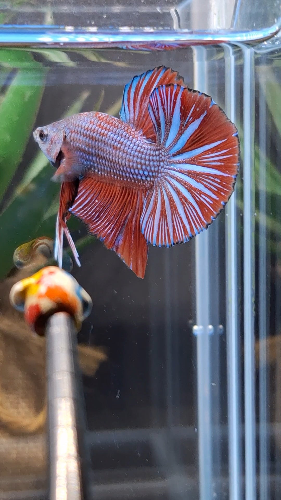 Big Tail Startail HMPK Betta Fish Male
