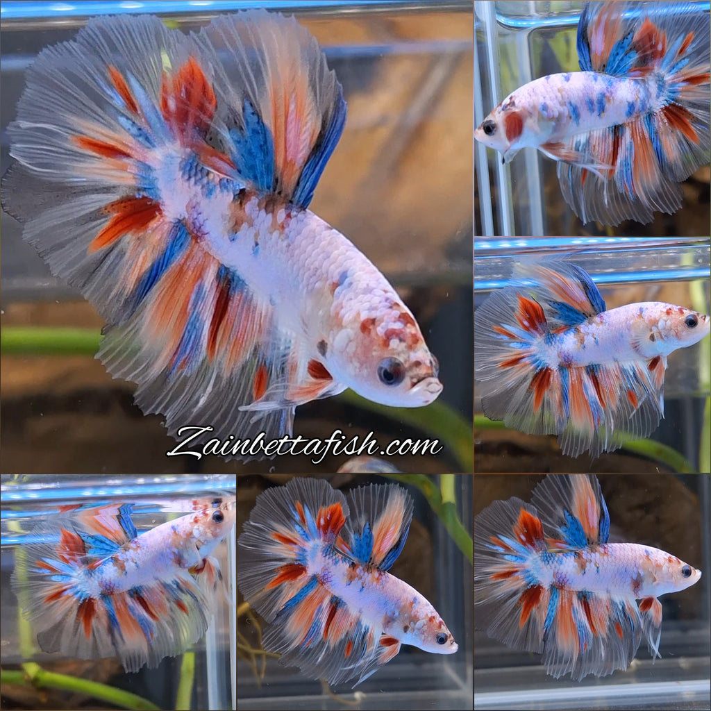 Halfmoon Candy Koi Multicolor Betta Fish Male