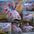 Halfmoon Candy Koi Multicolor Betta Fish Male
