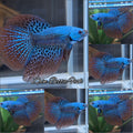 Luxury Halfmoon Alien Green Wild Hybrid Rare Betta Fish Male