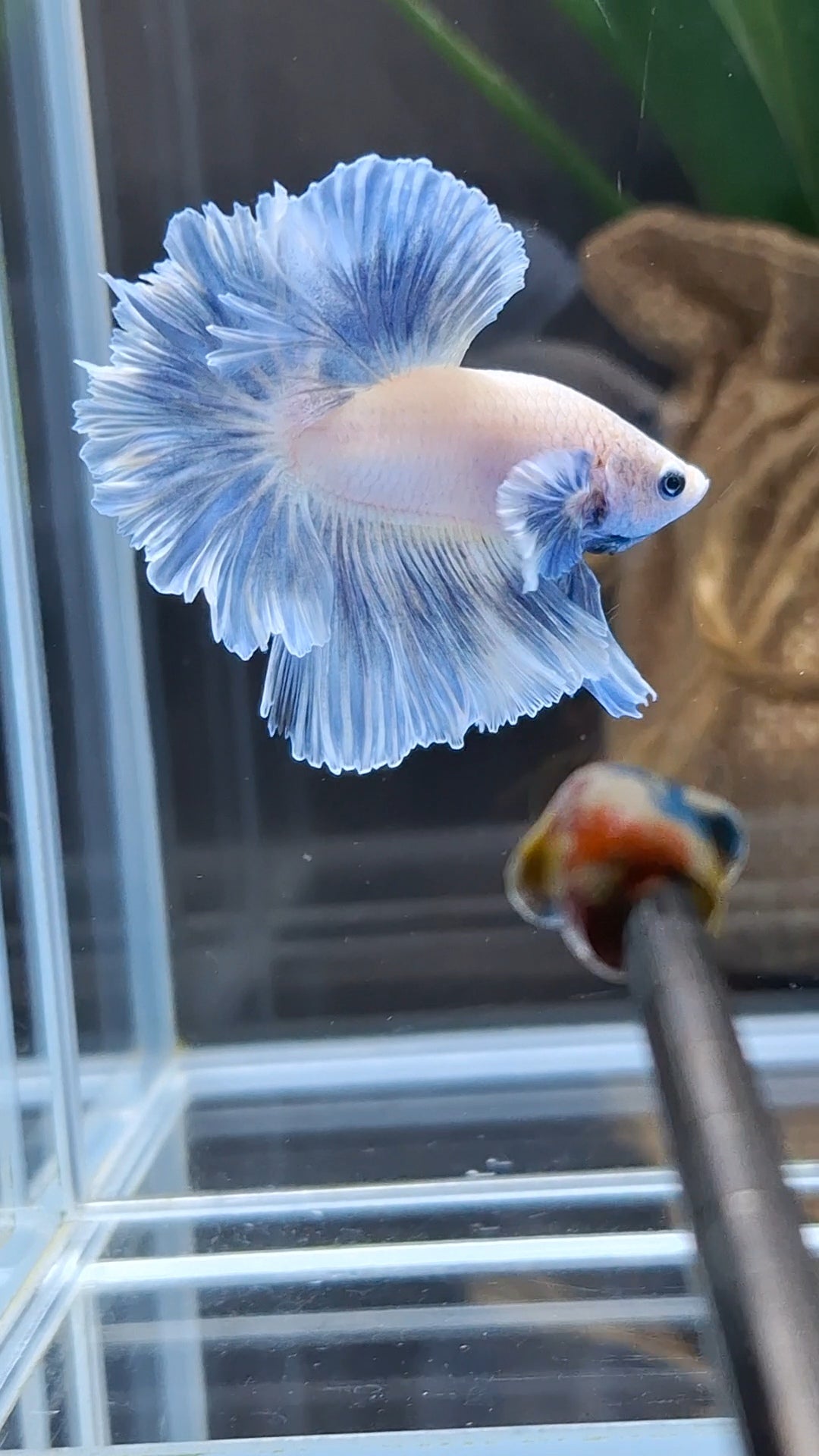 King Feathertail Dumbo Ear Blue Sky Betta Fish