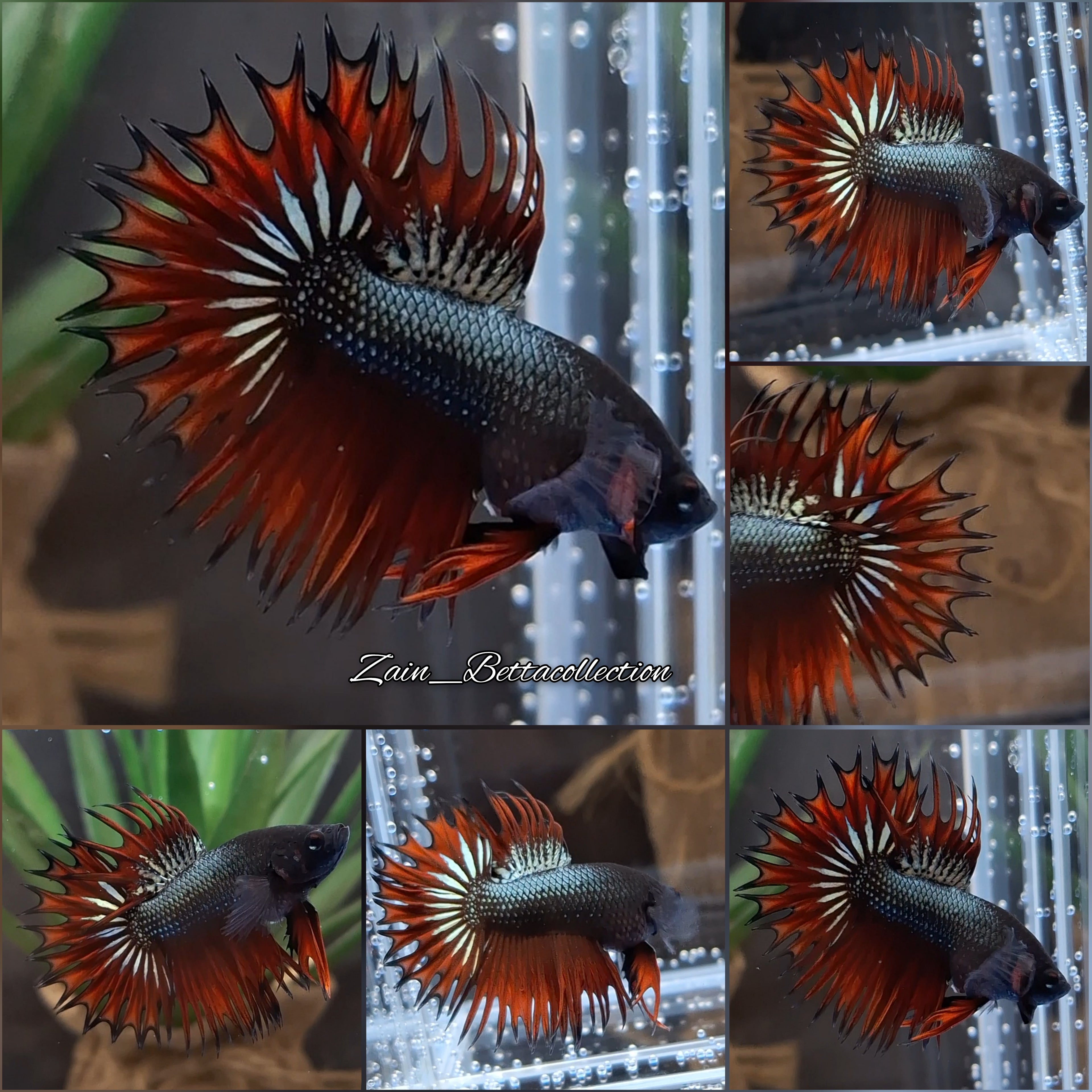 King Crowntail Red Copper Rare Betta Fish Male