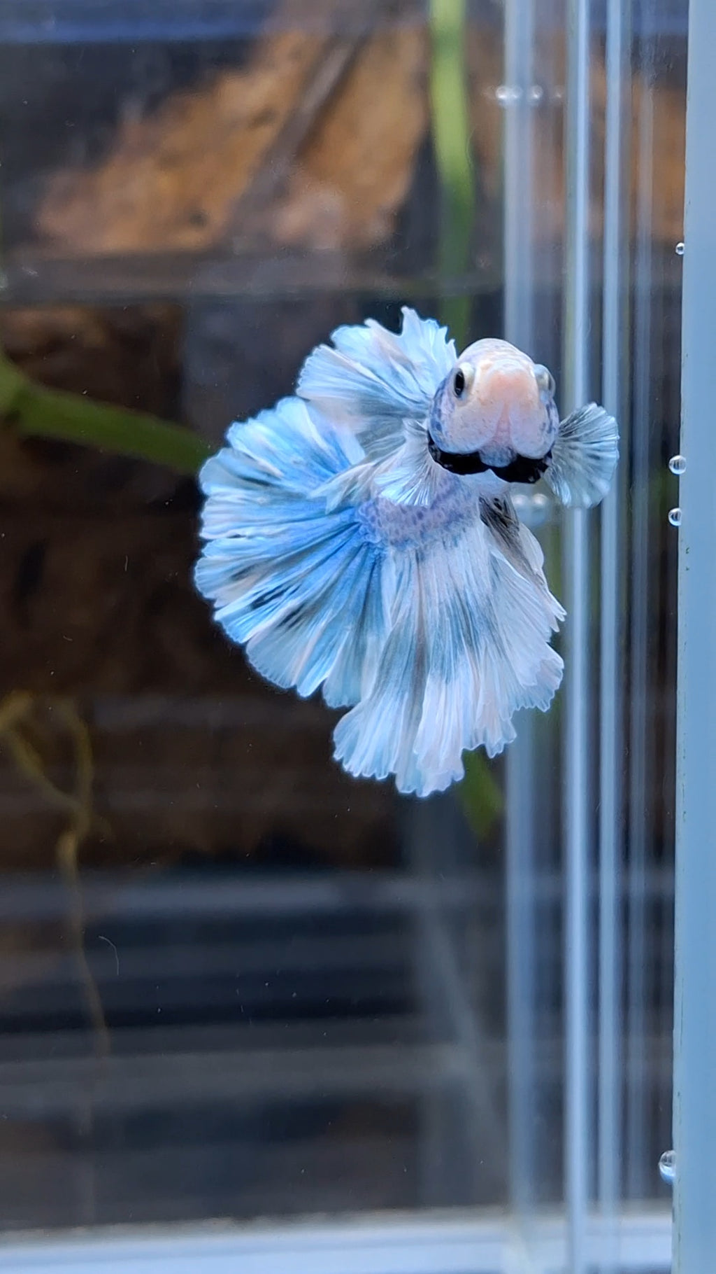 Halfmoon Feathertail Betta Fish Male