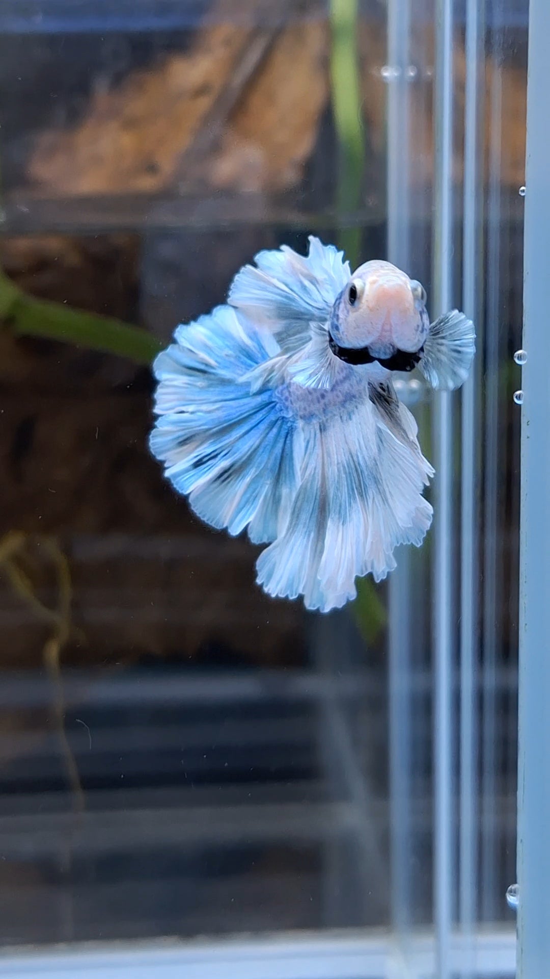 Halfmoon Feathertail Betta Fish Male