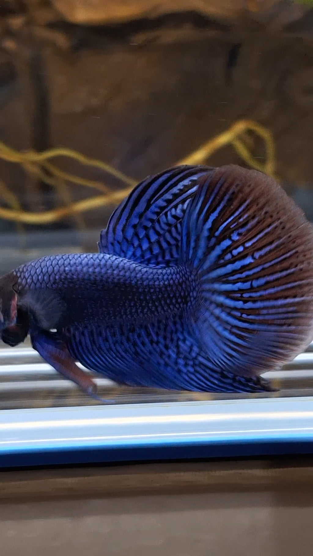 Alien Long Fins Blue Rare Wild Betta Fish Male
