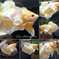 Dumbo Ear Gold HMPK Betta Fish Male