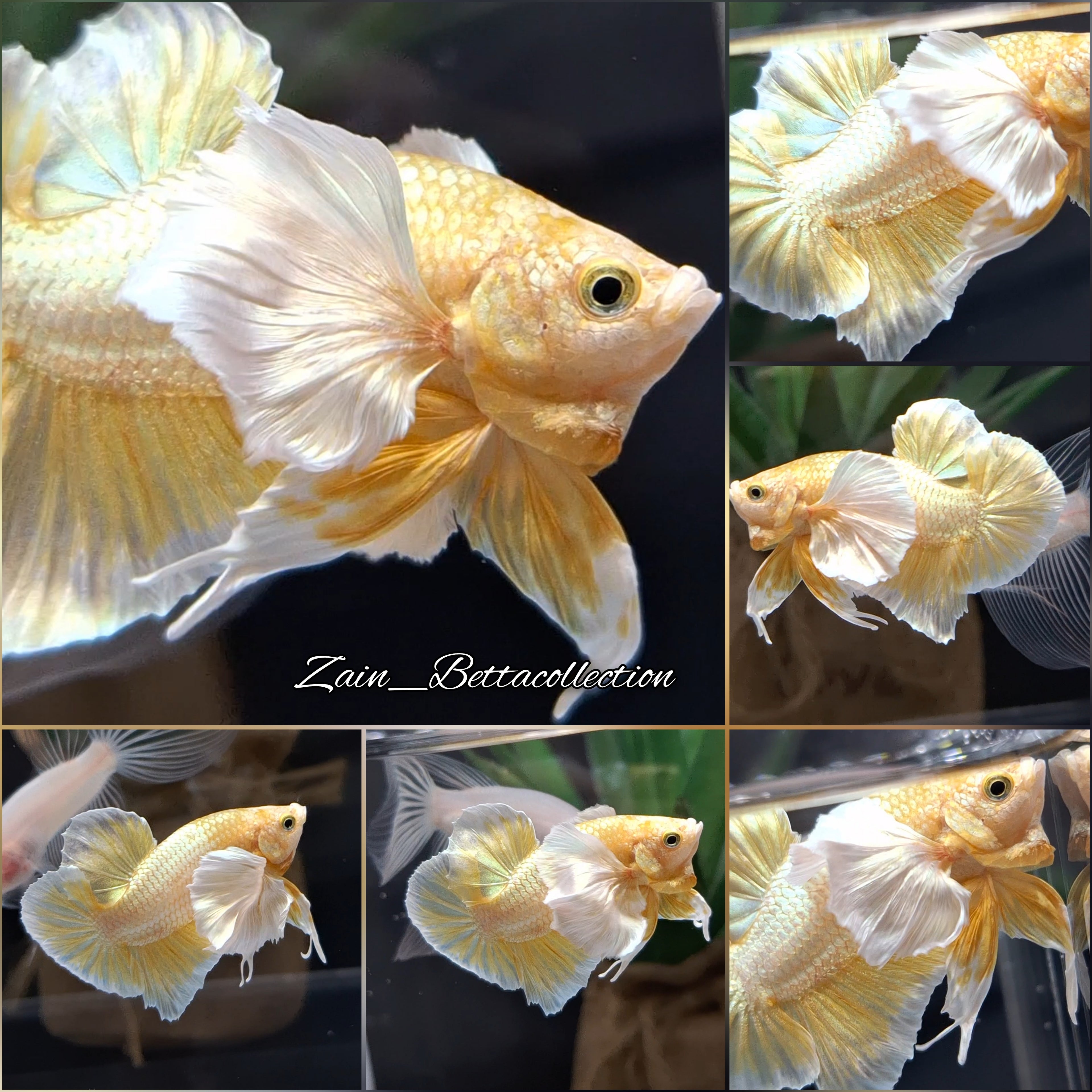 Dumbo Ear Gold HMPK Betta Fish Male