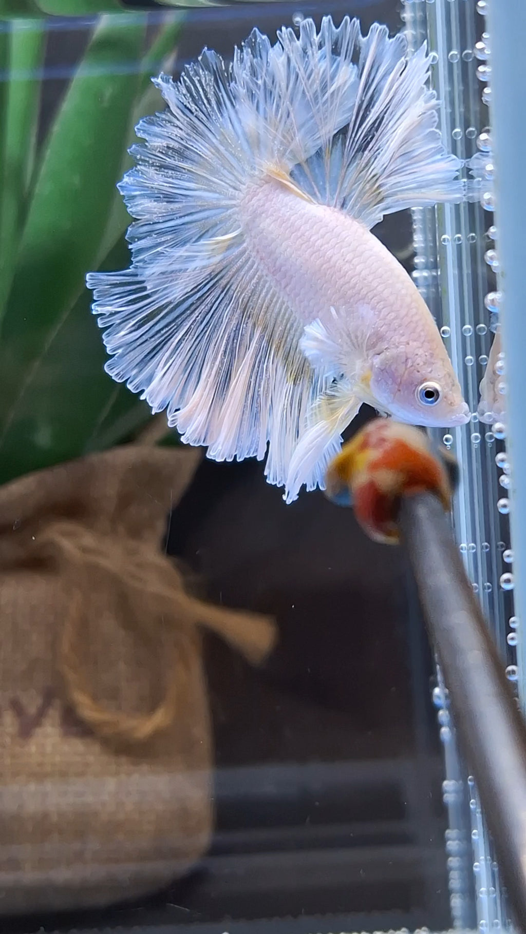 Halfmoon Feathertail Sweet Color Yellow Soft Unicorn Betta Fish Male