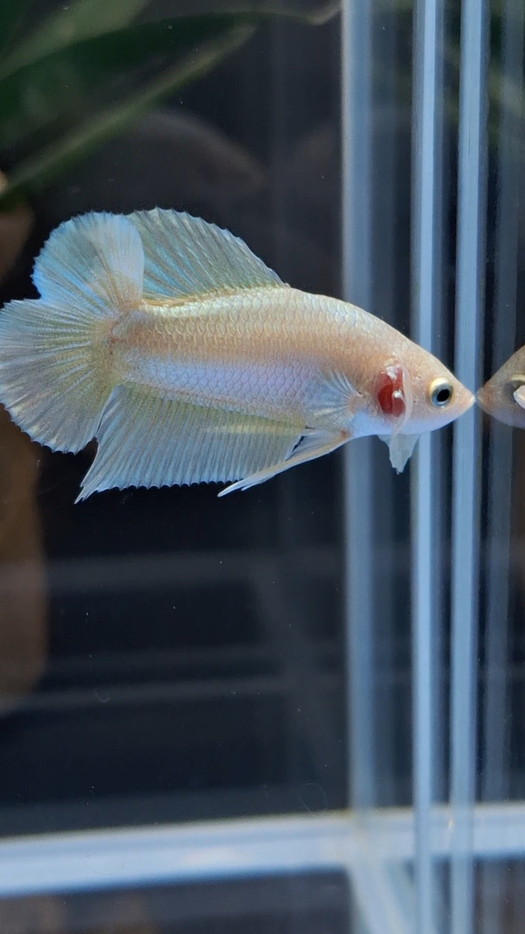 Junior Gold Double Tail Plakat DTPK HMPK Betta Fish Male