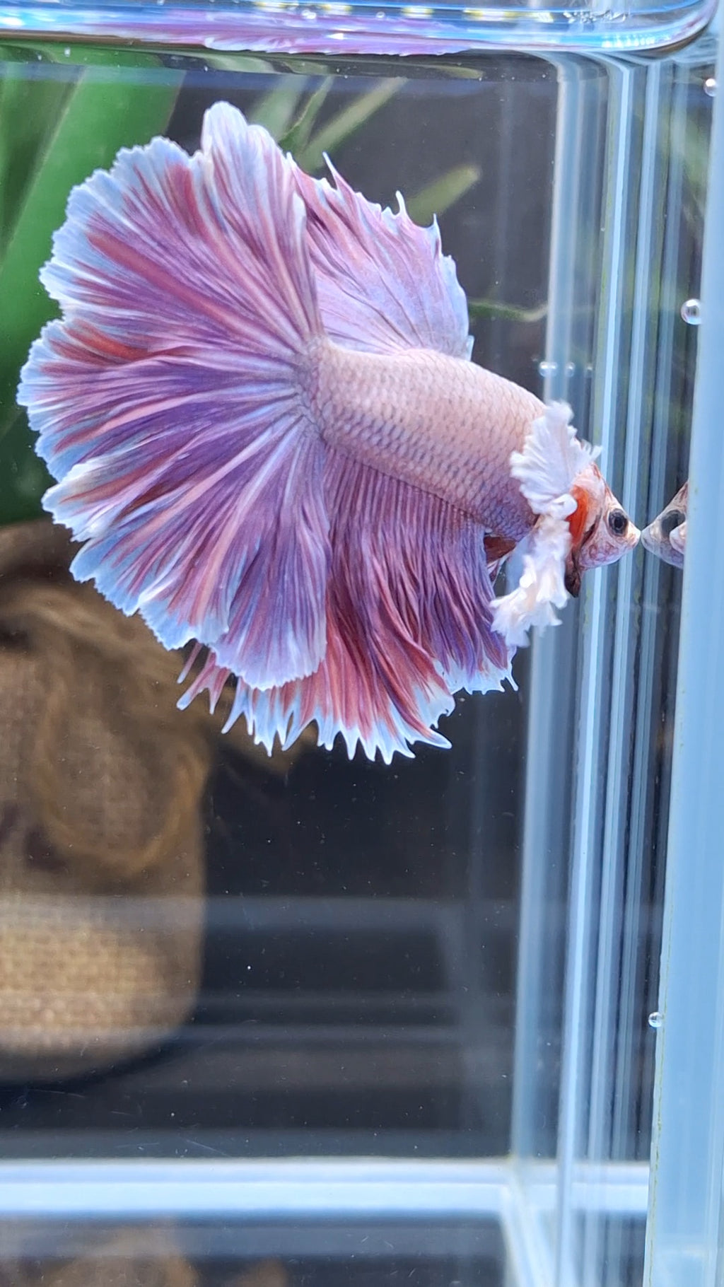 Halfmoon Rosetail Dumbo Ear Purple Betta Fish Male