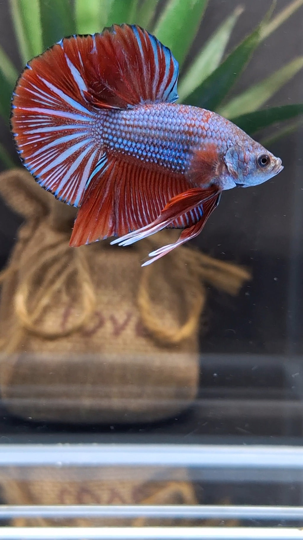 Big Tail Startail HMPK Betta Fish Male
