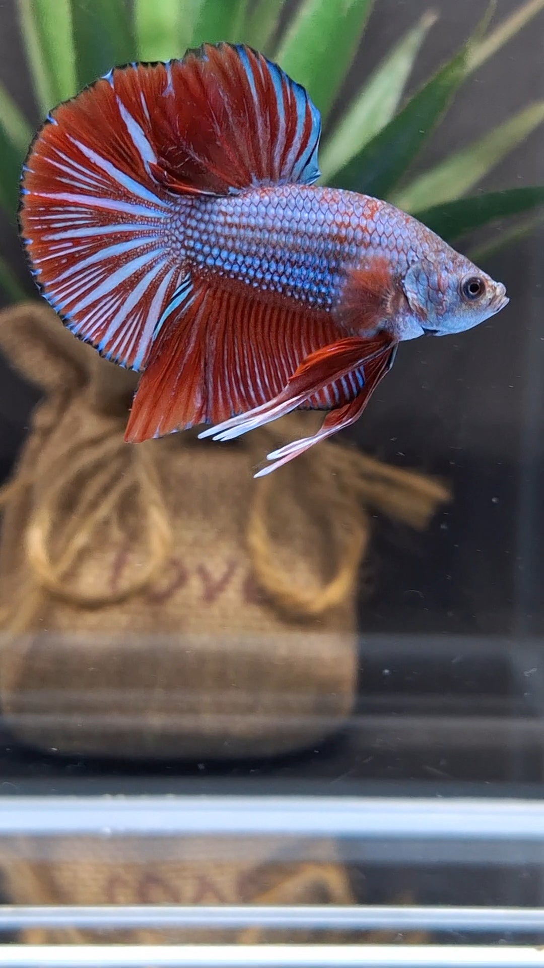 Big Tail Startail HMPK Betta Fish Male