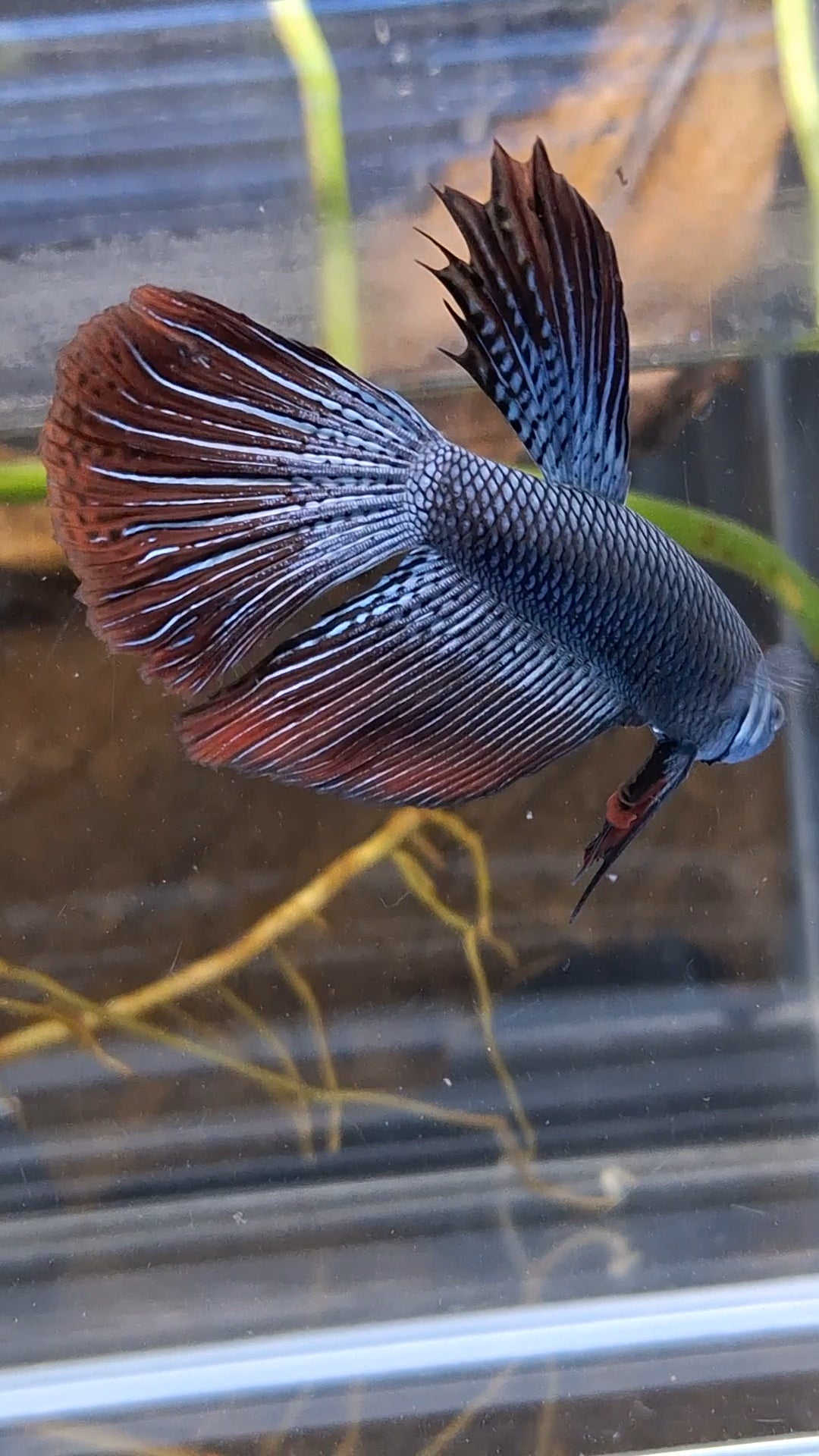 Alien Long Fins Steel Blue Delta Tail Rare Wild Betta Fish Male