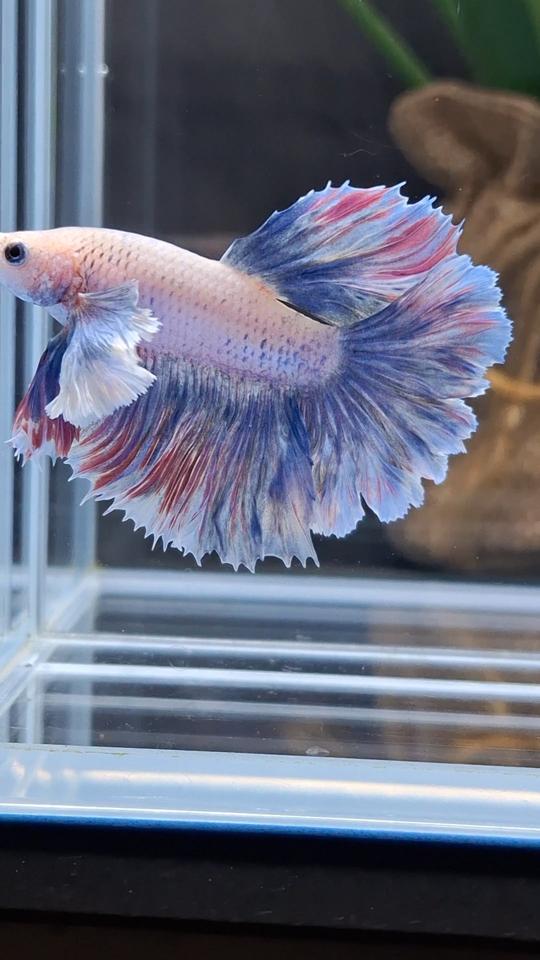 Dumbo Ear Halfmoon Rosetail Blue Sky Purple Wash Betta Fish Male
