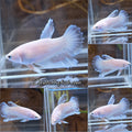 Halfmoon Feathertail Pink Female Betta Fish For Sorority / Breed