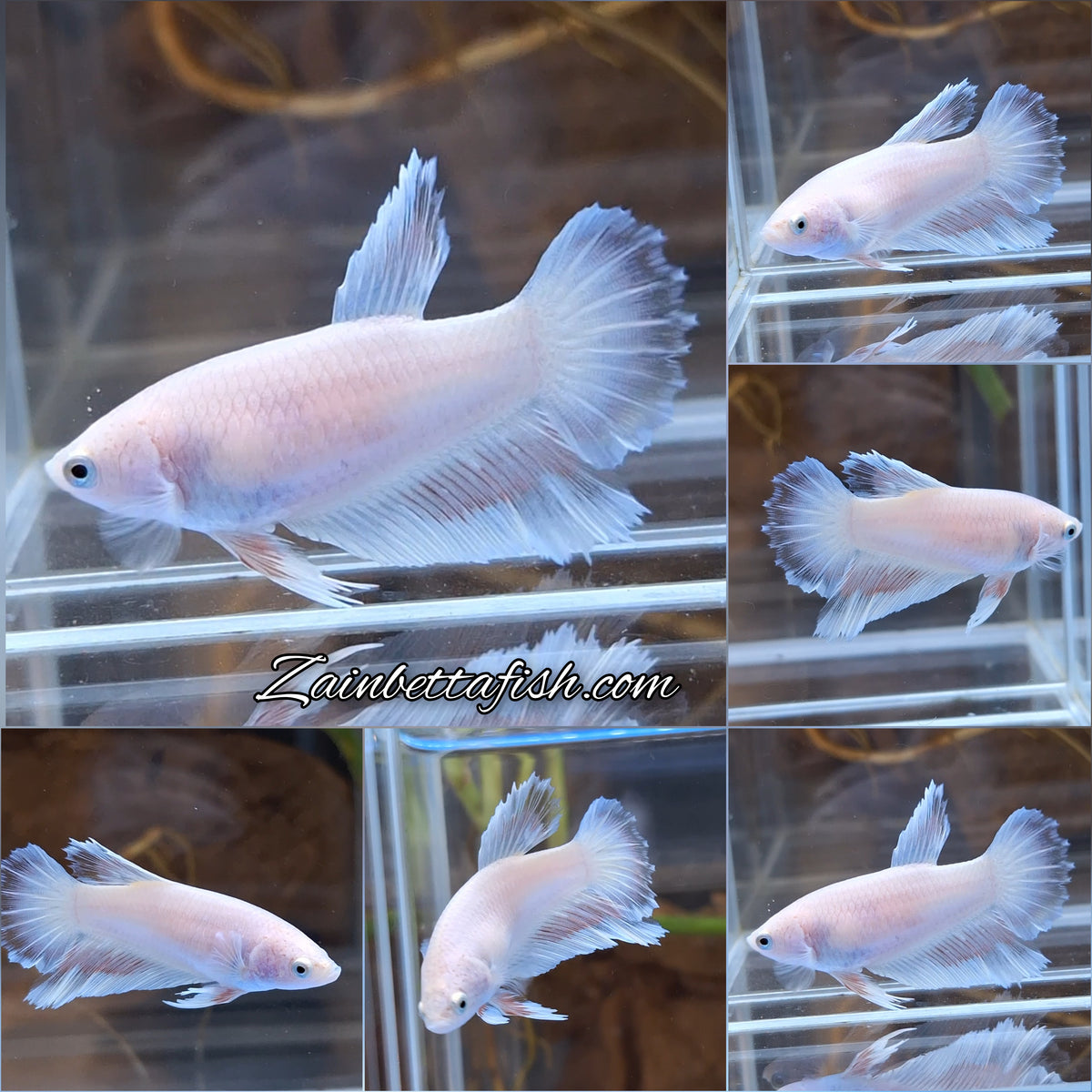 Halfmoon Feathertail Pink Female Betta Fish For Sorority / Breed