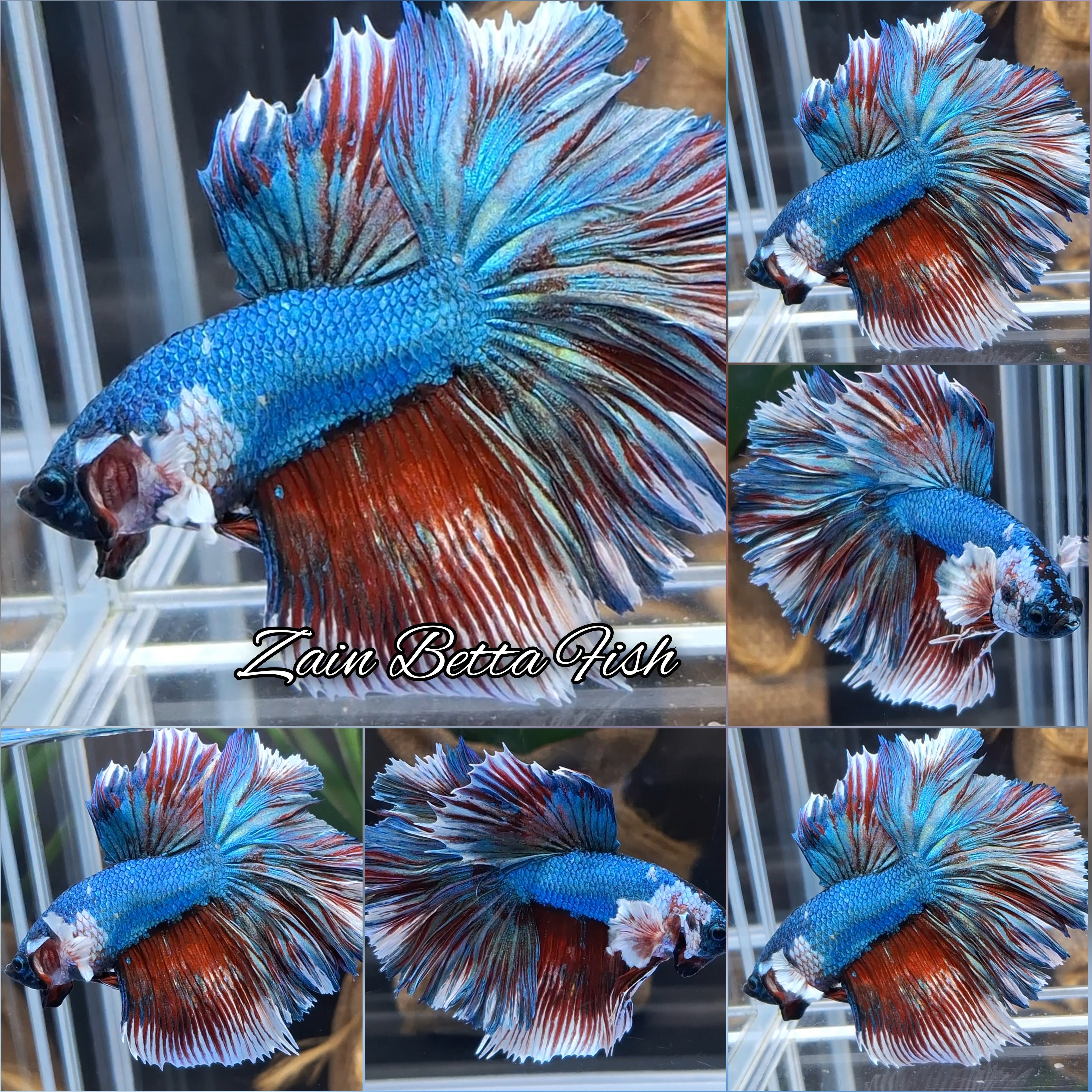 Over Halfmoon Rosetail Dumbo Green Turquoise Betta Fish Male