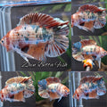 Double Tail Fancy Candy Gold Copper Variant HMPK Betta Fish Male