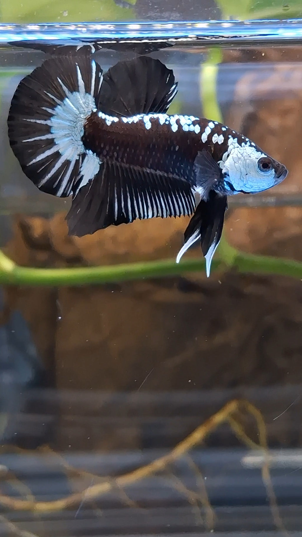 Samurai Black Mamba Snow Plakat HMPK Betta Fish Male
