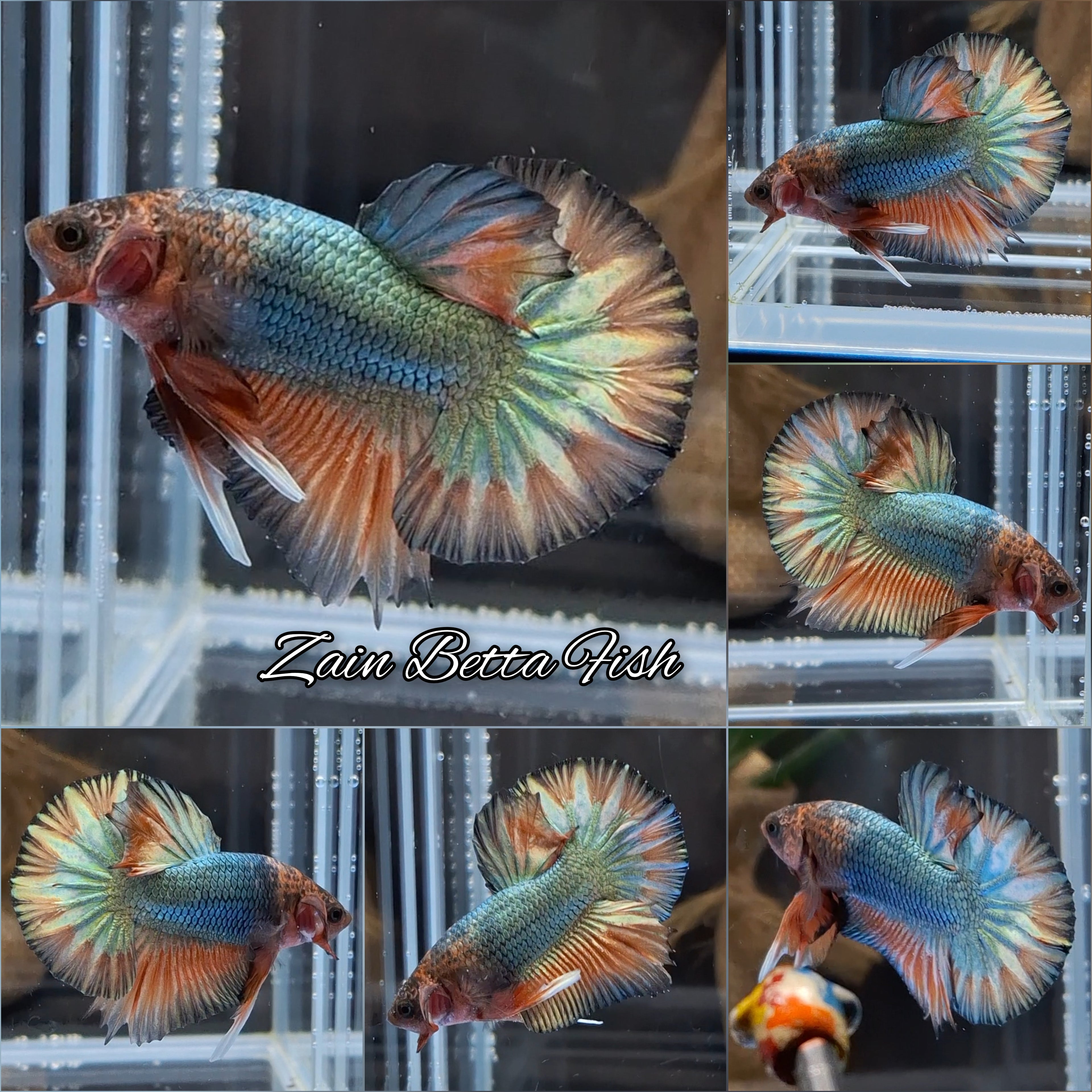 Dragon Copper Gold Orange Fancy HMPK Betta Fish Male