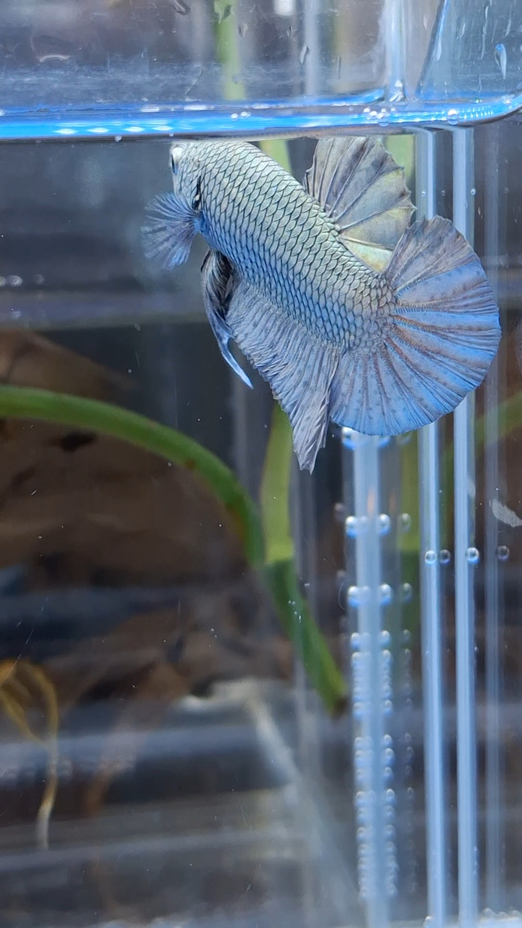 Copper Solid Size Large Plakat HMPK Betta Fish Male