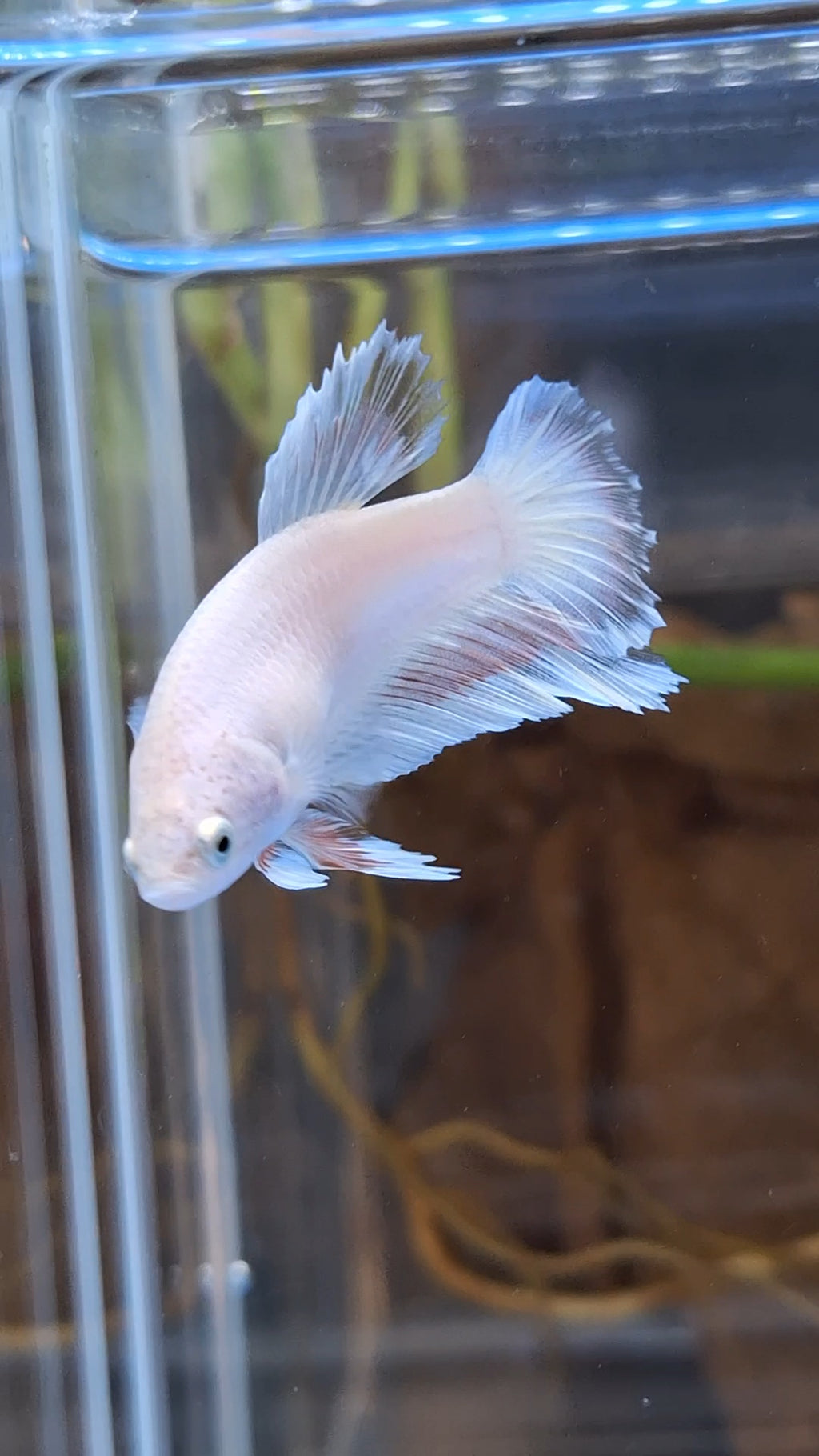Halfmoon Feathertail Pink Female Betta Fish For Sorority / Breed