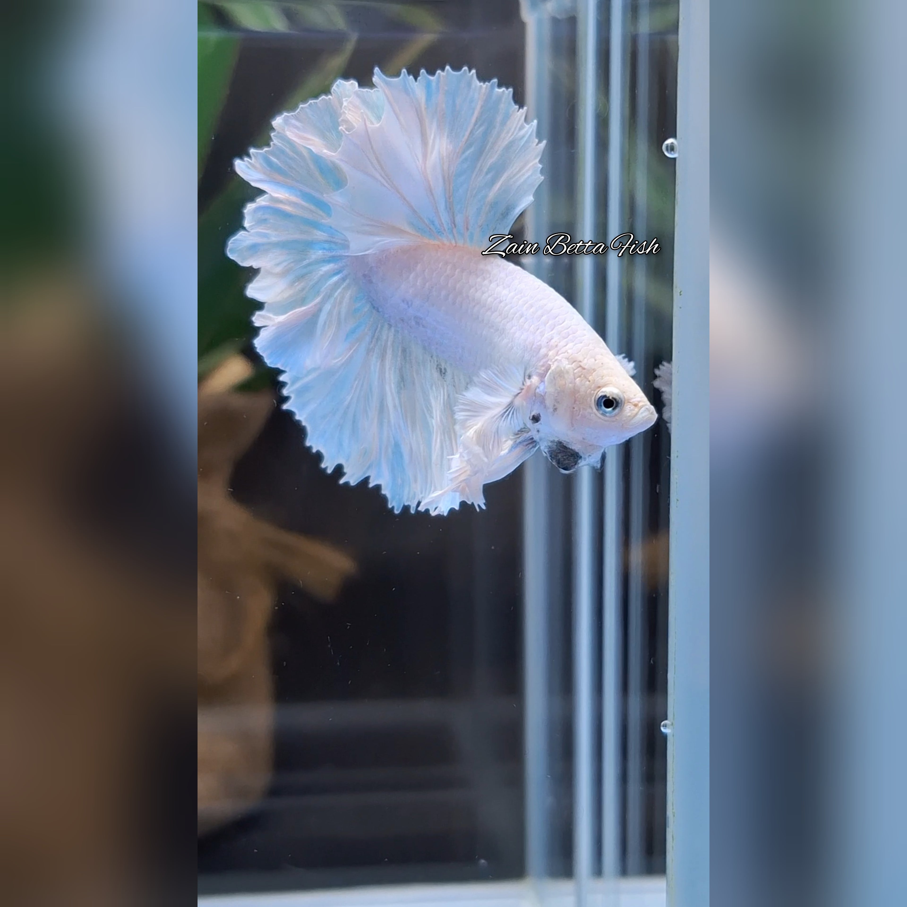 King Feathertail Dumbo Ear White Unicorn Premium Rare Betta Fish Male