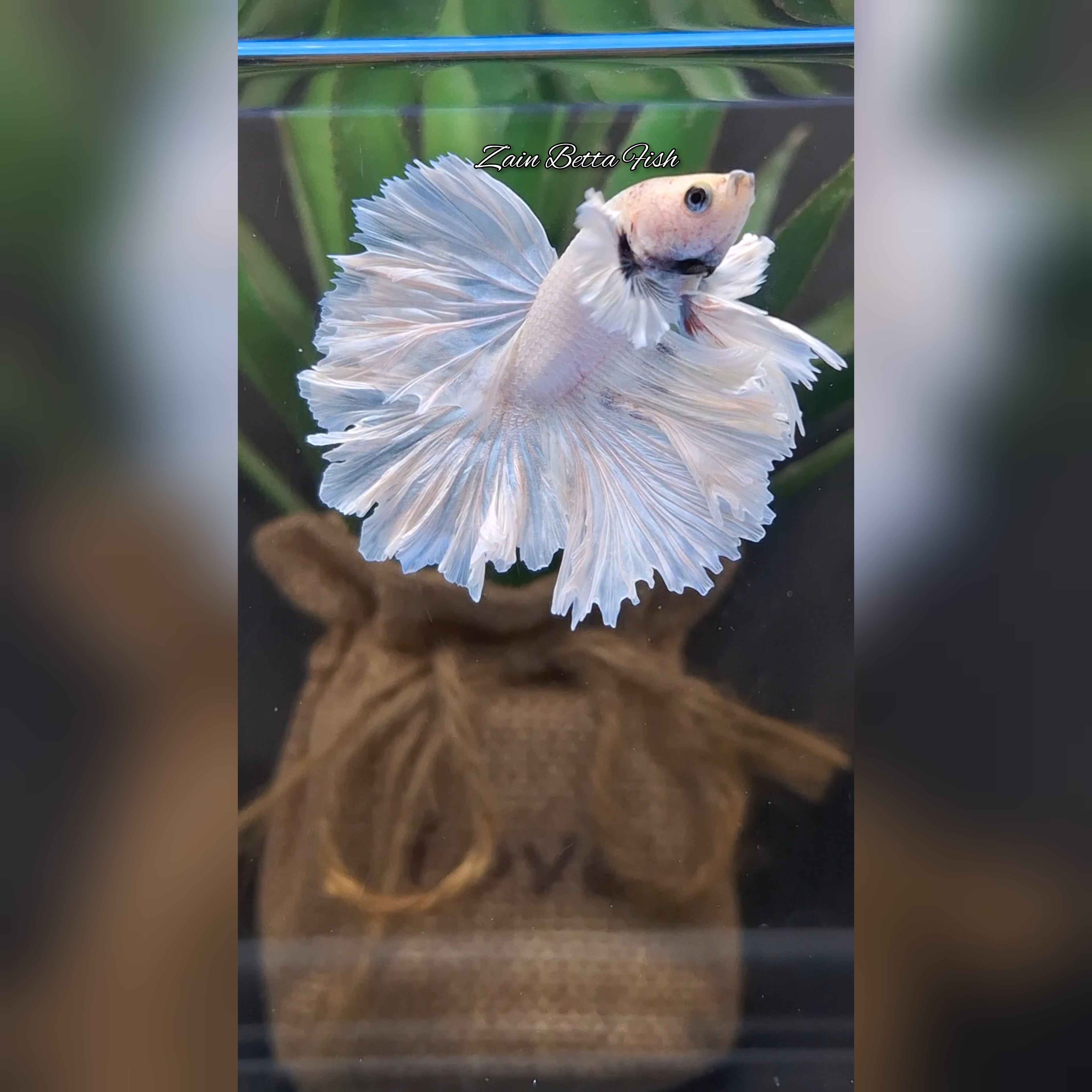 King Feathertail Dumbo Ear White Unicorn Premium Rare Betta Fish Male