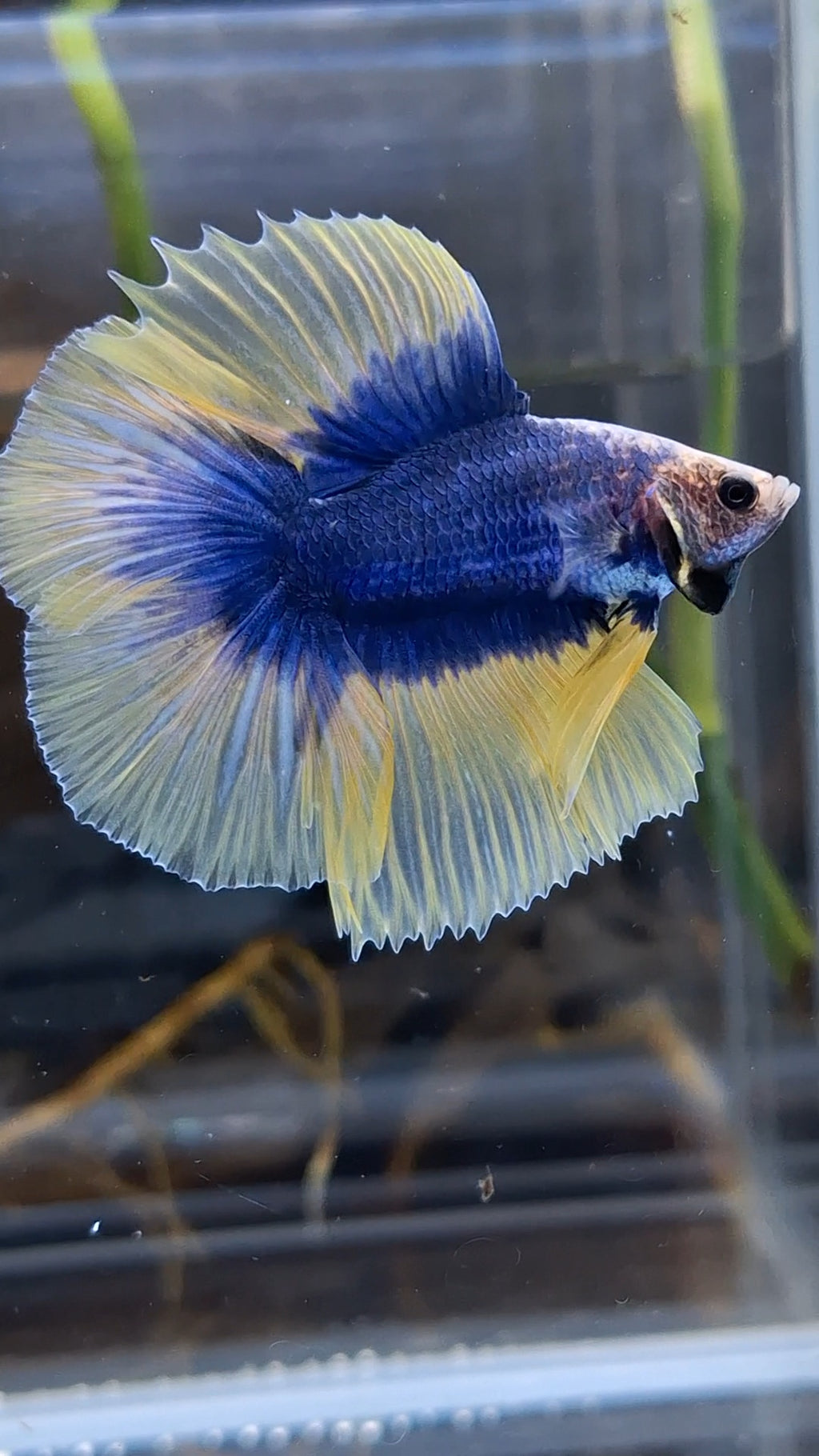 Halfmoon Double Tail Mascot Blue With Yellow Betta Fish Male