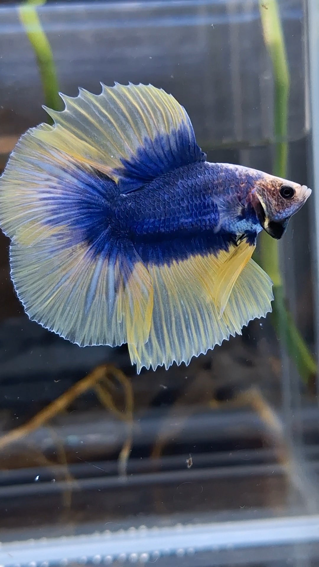 Halfmoon Double Tail Mascot Blue With Yellow Betta Fish Male