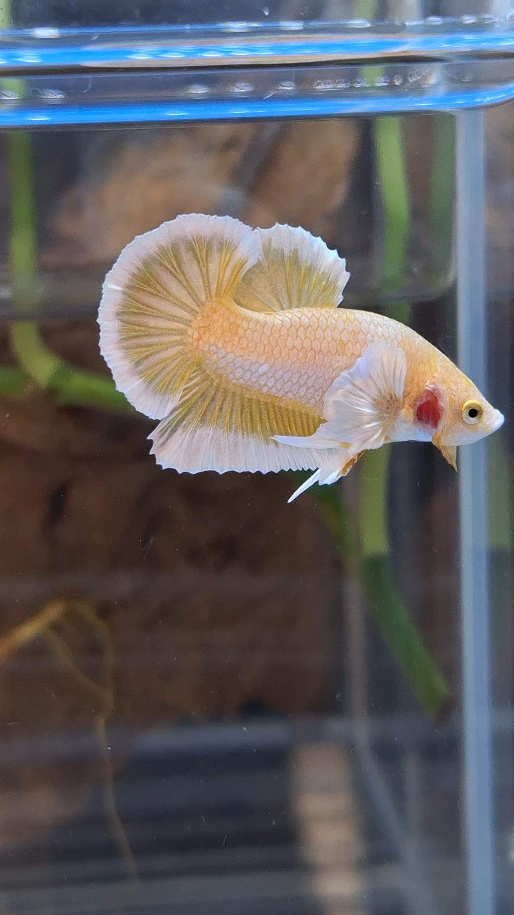 Gold Big Ear Butterfly Plakat Betta Fish Male